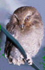 The long-whiskered owlet