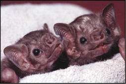 Newborn Baby Bats