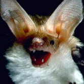 Vampire Bat