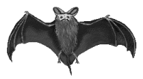 Vampire Bat