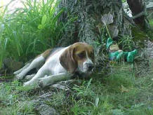 Carriage House Inn's beagle Jimi