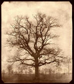 The Haunted Oak by Paul Laurence Dunbar