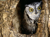 Screech Owl